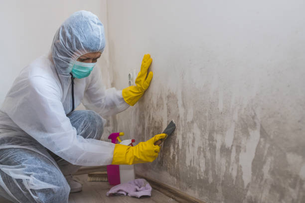 Best Attic Mold Removal  in Three Rivers, OR