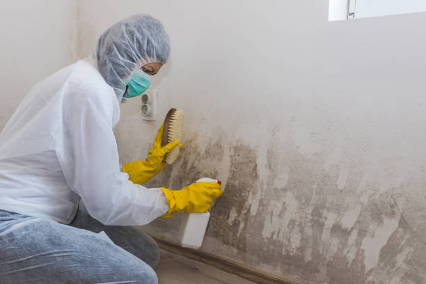 Best Commercial Mold Inspection  in Three Rivers, OR