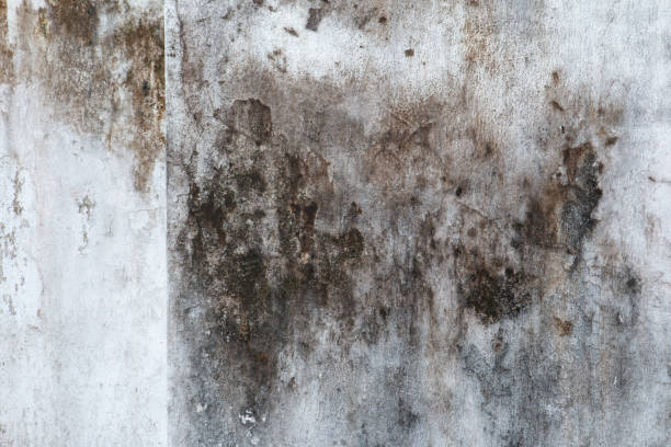 Best Crawl Space Mold Remediation  in Three Rivers, OR