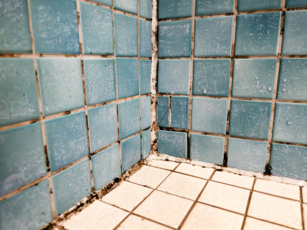 Best Crawl Space Mold Remediation  in Three Rivers, OR